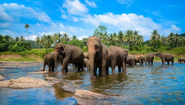 Pearls Of Sri Lanka